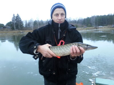 Northern Pike, 2.0 kg