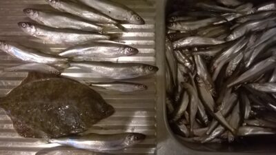 European smelt, 6.9 kg — Kuršių