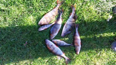 Eurasian perch, 1.5 kg — Pilvės