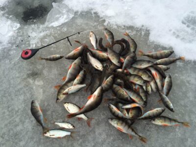 Eurasian perch ×50 — Ilgės