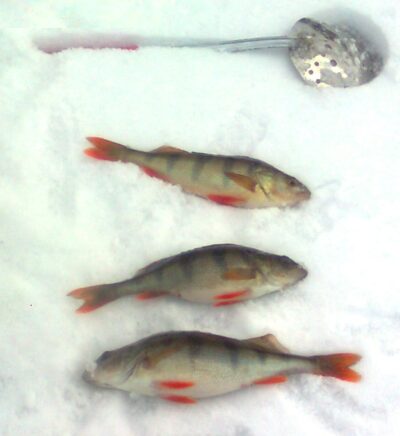 Eurasian perch — Žeimenys