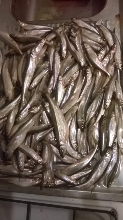 European smelt, 3.5 kg — Kuršių
