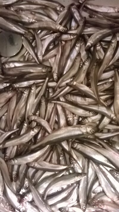 European smelt, 6.0 kg — Kuršių