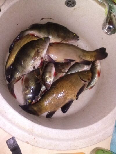 Tench