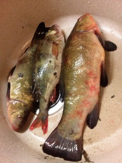 Tench