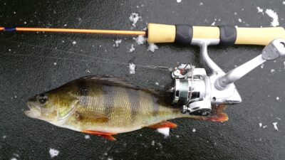 Eurasian perch — Sausas