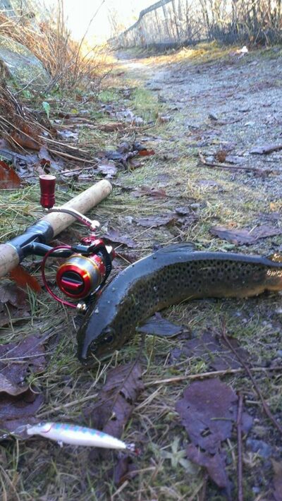 Brown Trout