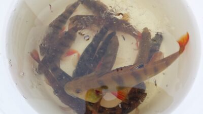 Eurasian perch ×13 — Alsas