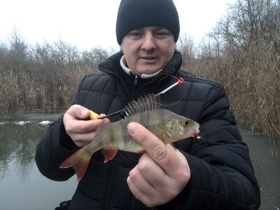 Eurasian perch