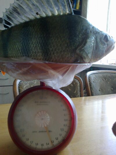 Eurasian perch