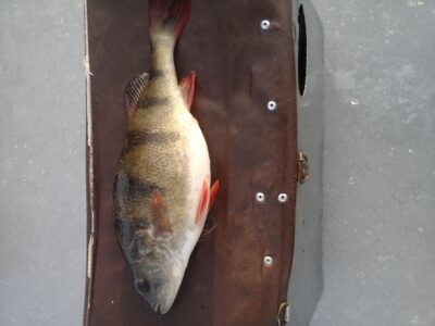 Eurasian perch, 0.4 kg