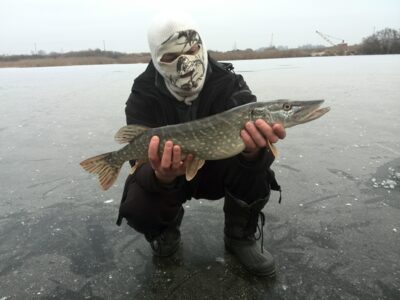 Northern Pike, 1.8 kg