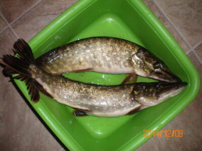 Northern Pike