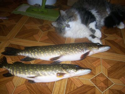 Northern Pike ×2 — Mūša