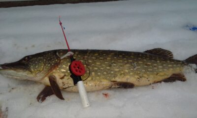 Northern Pike, 5.0 kg — Žąslių