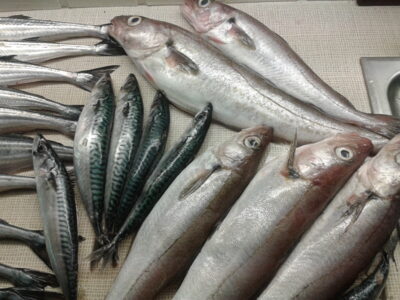 Garfish ×10