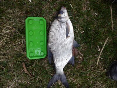 Carp bream — Neris River
