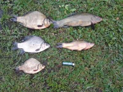 Crucian carp ×3 — Salinis