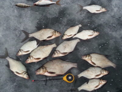 Carp bream