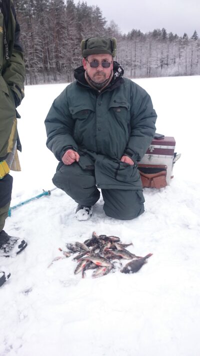 Eurasian perch — Lynas