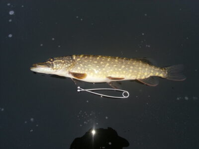 Northern Pike, 1.2 kg — Paštys
