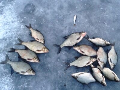 Carp bream — Asveja
