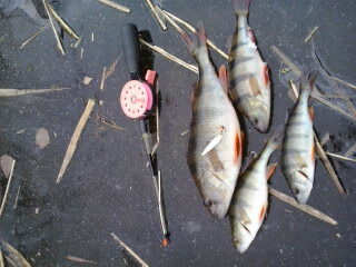 Eurasian perch ×4