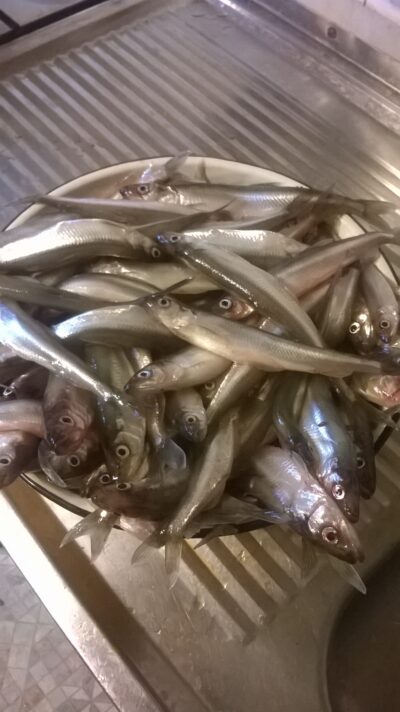 European smelt, 3.6 kg — Kuršių