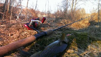 Brown Trout