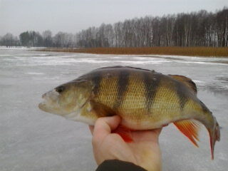 Eurasian perch
