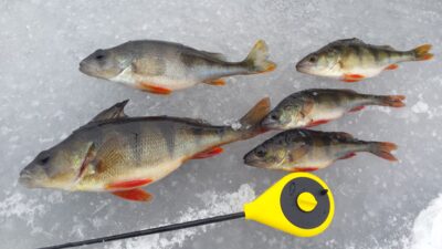 Eurasian perch ×5