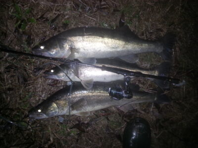 Pike perch ×3 — Neman River