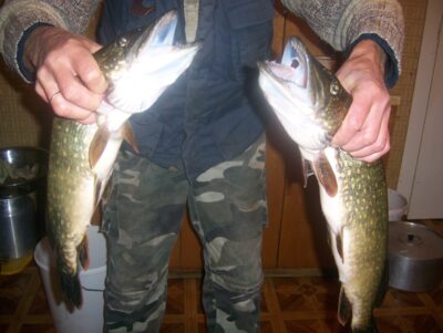 Northern Pike ×2 — Švobiškio