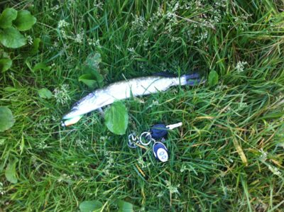 Northern Pike, 0.3 kg