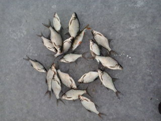 Carp bream ×18