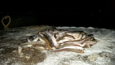 European smelt, 3.5 kg