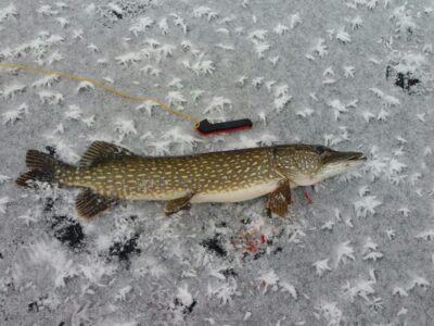 Northern Pike, 3.3 kg — Avilys