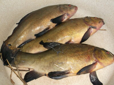 Tench ×3