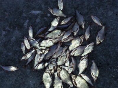 Carp bream