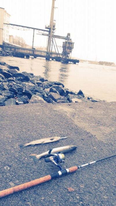 Brook Trout ×2