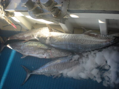 Streaked seerfish ×4