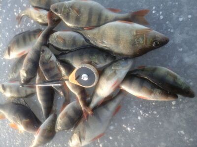Eurasian perch ×20