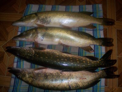 Northern Pike ×4 — Švobiškio