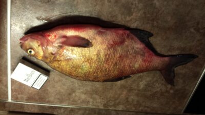 Carp bream, 2.0 kg
