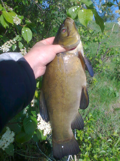 Tench — Ekrano gamyklos