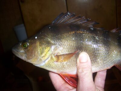 Eurasian perch — Lėvuo