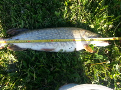 Northern Pike, 2.2 kg