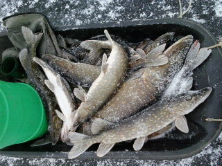 Northern Pike ×10