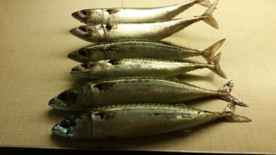 Mackerel ×6