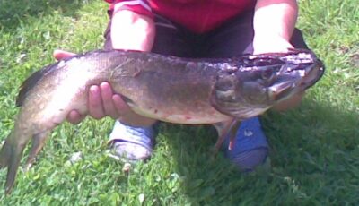 Northern Pike, 3.0 kg